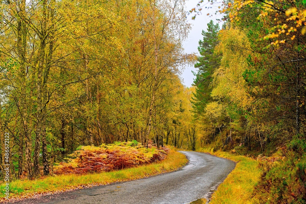 Obraz premium road in autumn forest