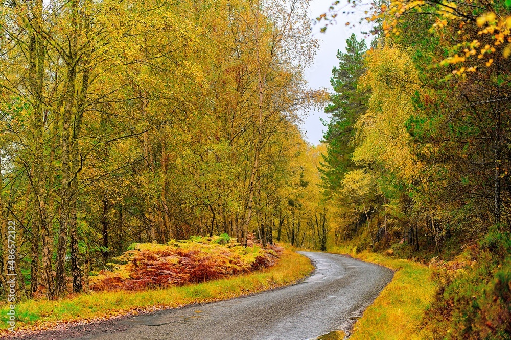 road in autumn forest