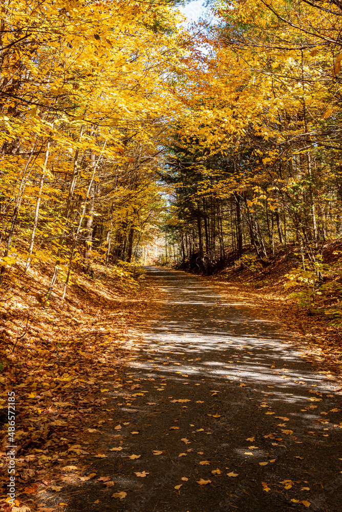 Fototapeta premium Nature Hiking Trail in Autumn in Sunshine Lined with Yellow Trees
