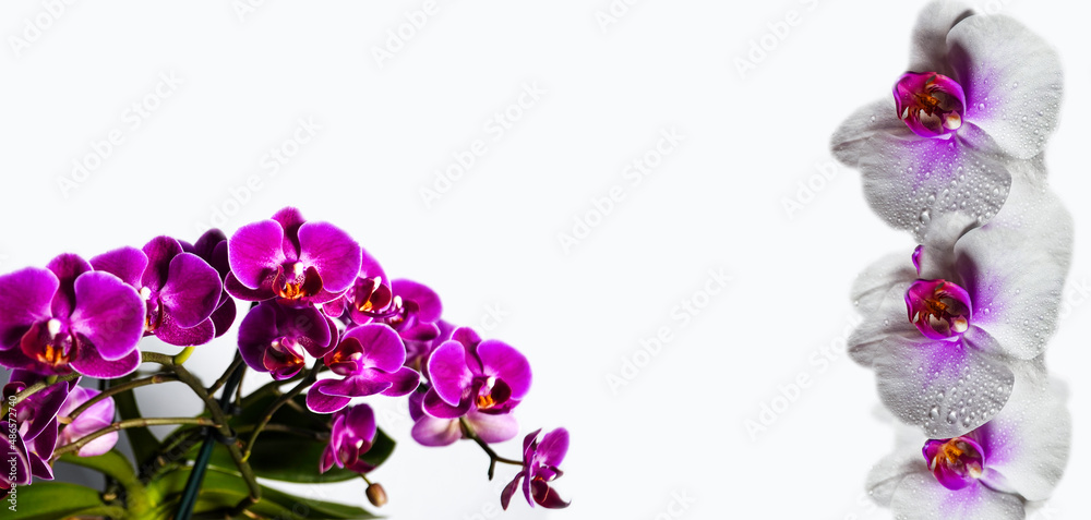 Bright composition of beautiful orchid flowers on a light background. Floral decor. Natural floral background Bright composition of beautiful orchid flowers on a light background. Floral decor. Natural floral background
