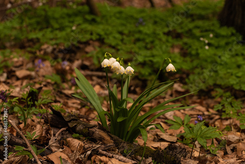 Blossoming spring knot flowers, leucojum vernum © dvv1989