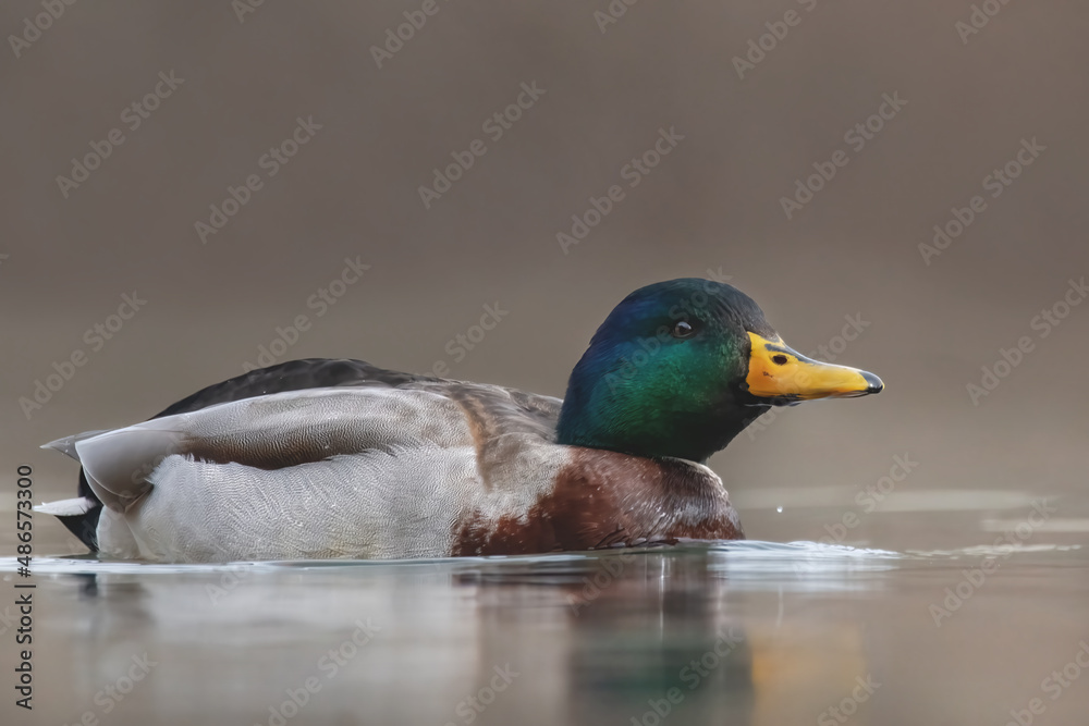 Fototapeta premium Stockente im See