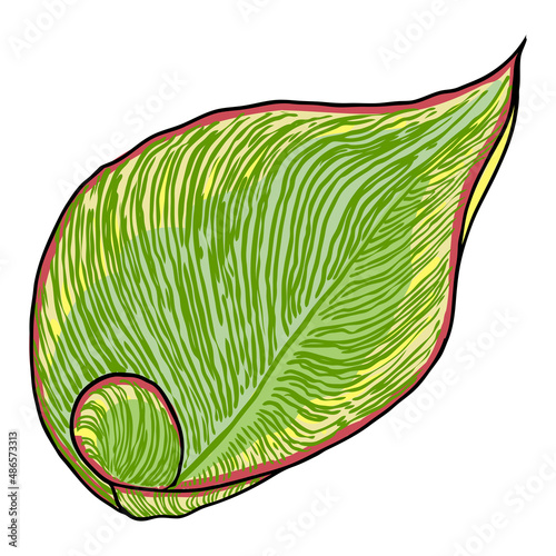 Canna Indica plant leaf. Exotic jungle domesticated house or city plant with striped lines. Vector.