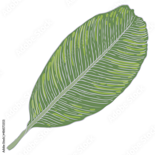 Tropical exotic plant leaf  Peace Lily or Sensation plant. Leaves of Araceae house plant. Vector.