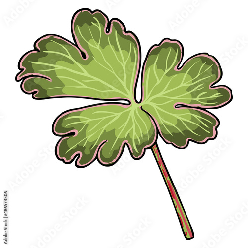 Aquilegia or columbine flower plant green leaf. Summer or spring city plant. Red wild columbine bottom leaves. Vector. photo