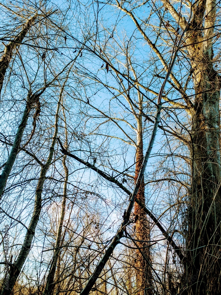 Obraz premium trees and sky