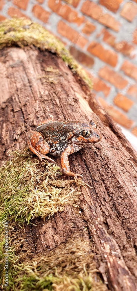 Red ground toad on a log. Beautiful ground frog. Frogs and toads in the wild. Amphibious frogs and toads.