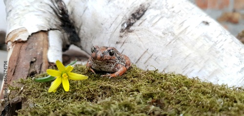 Red ground toad in the garden. Beautiful ground frog. Frogs and toads in the wild. Amphibious frogs and toads.