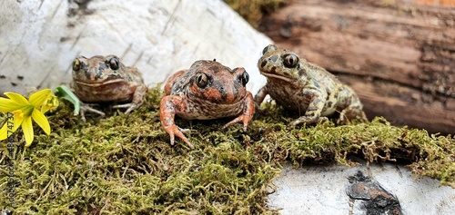 Obraz na plátne Three cute ground toads in the garden