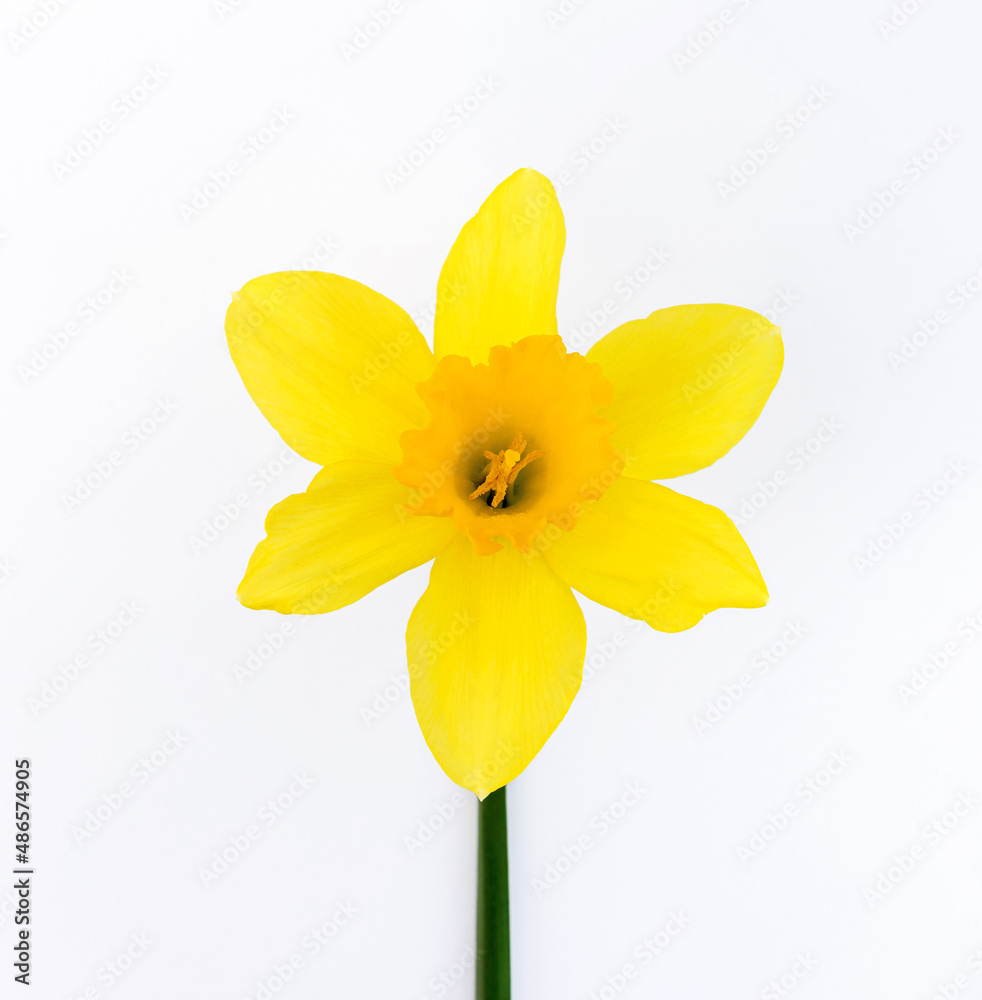 Fototapeta premium Cute bright yellow daffodils isolated on white background.