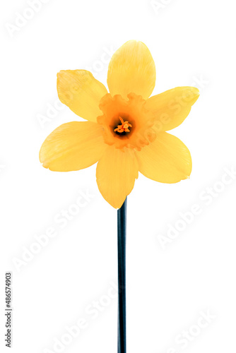 Cute bright yellow daffodils isolated on white background.