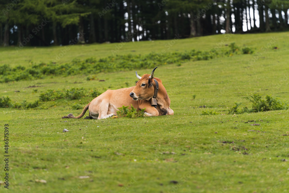 brown cow sitting on the green grass in the a meadow brown cow sitting on the green grass in the a meadow