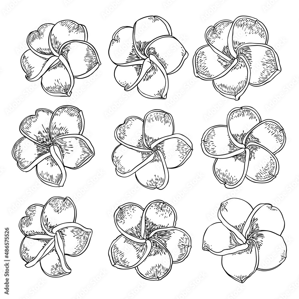 Set of Plumeria blooming heads. Hawaii tropical open flowers buds. Exotic Frangipani bloom. Vector. Set of Plumeria blooming heads. Hawaii tropical open flowers buds. Exotic Frangipani bloom. Vector.