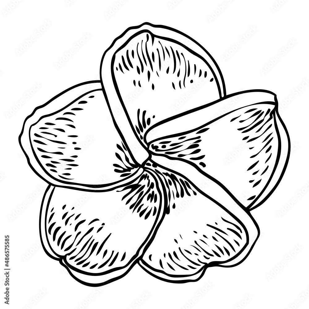 Plumeria blooming heads. Hawaii tropical open flowers buds. Exotic Frangipani bloom. Vector. Plumeria blooming heads. Hawaii tropical open flowers buds. Exotic Frangipani bloom. Vector.