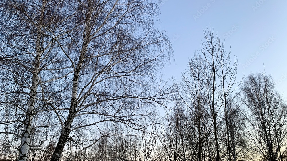 Early sunset in cold weather, winter blue sky with lifeless trees and dry branches Early sunset in cold weather, winter blue sky with lifeless trees and dry branches