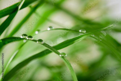 A closeup of water drops on green leaf after raindrops