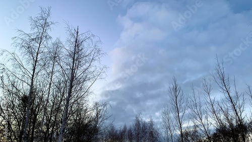 Early sunset in cold weather, winter blue sky with lifeless trees and dry branches