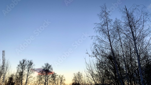 Early sunset in cold weather, winter blue sky with lifeless trees and dry branches