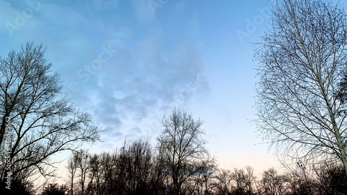 Early sunset in cold weather, winter blue sky with lifeless trees and dry branches