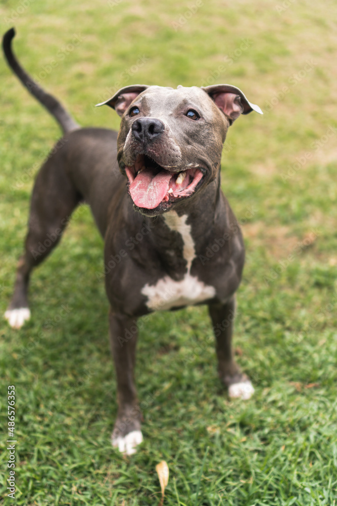 Pit bull dog playing and having fun in the park. Green grass, wooden stakes around. Selective focus Pit bull dog playing and having fun in the park. Green grass, wooden stakes around. Selective focus