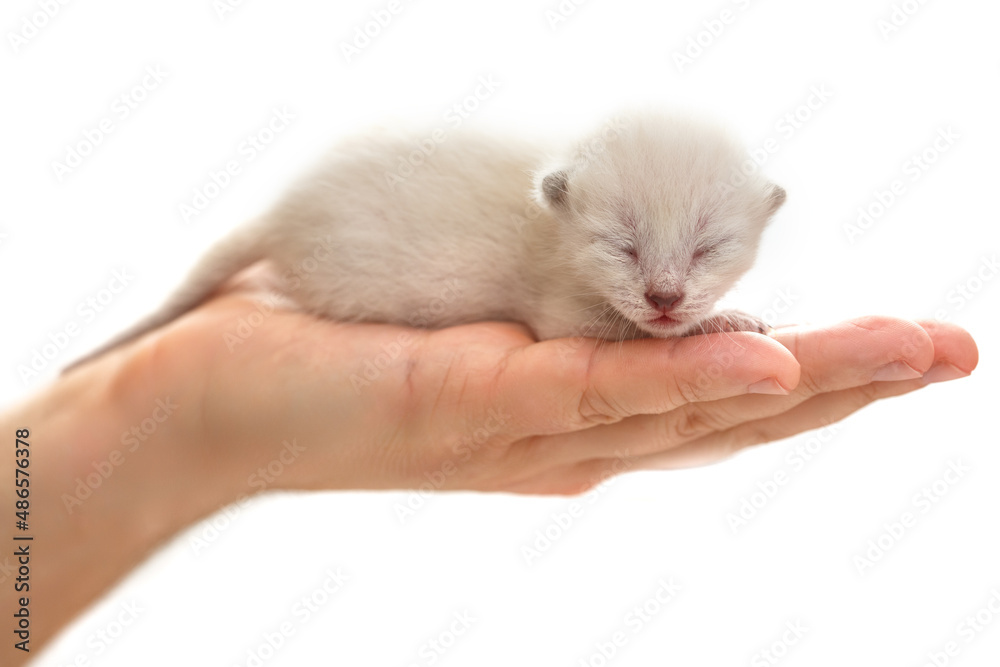 Newborn blind kitten on the palm