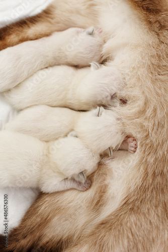 Mother cat and newborn kittens. Baby kittens drink mother's milk