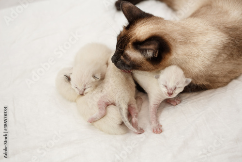 Mother cat and newborn kittens. Baby kittens drink mother's milk