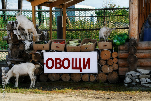 sheep and goats