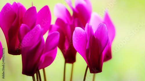 purple crocus flowers