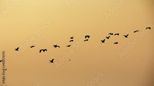 flock of birds on sunset