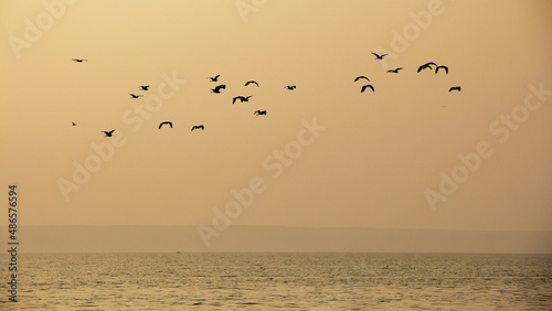 birds on the beach at sunset