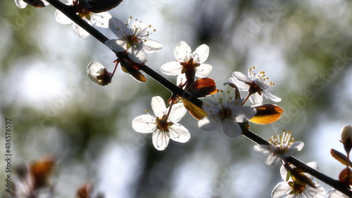 branch of a tree