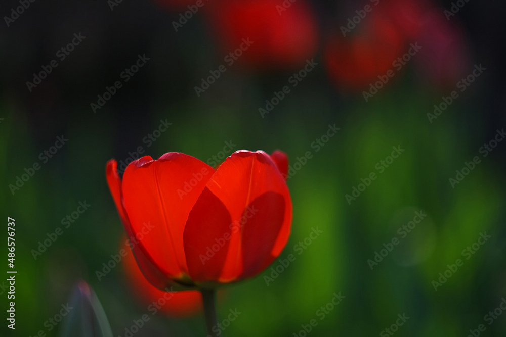 Obraz premium red tulip in the garden