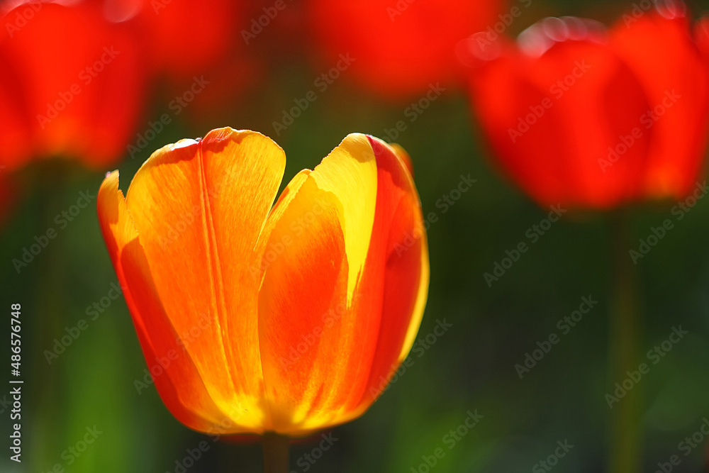 red yellow tulip red yellow tulip