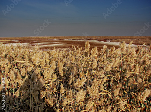 dry reed in the wind
