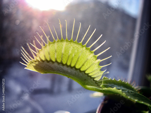 close up of a caterpillar