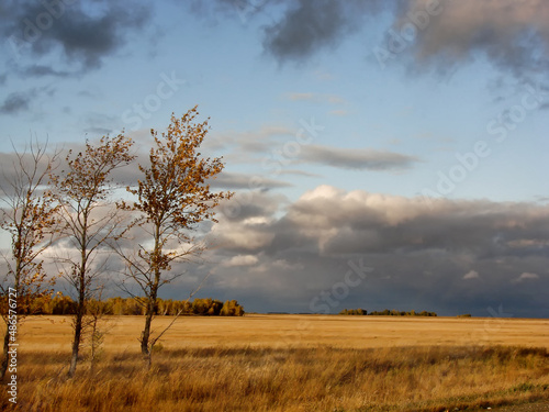 tree in the field