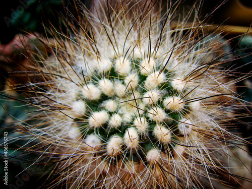 cactus close up