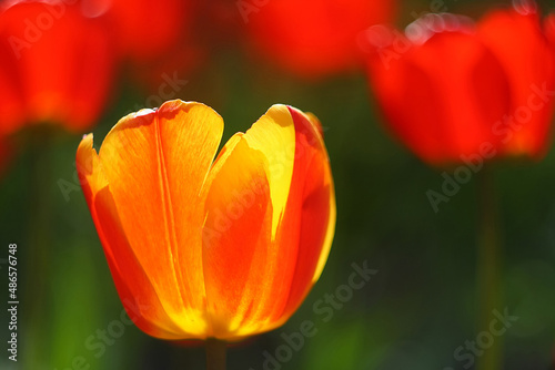 red yellow tulip