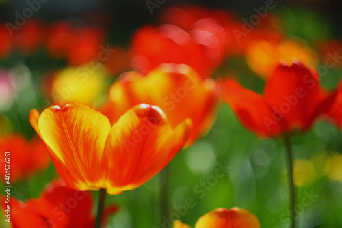 red tulips in the garden