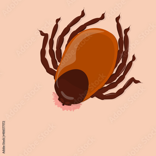 vector illustration of a tick sucking blood. The topic of parasites and insects