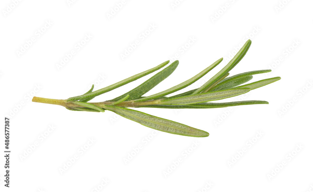 Fototapeta premium Rosemary twig and leaves isolated on white background.