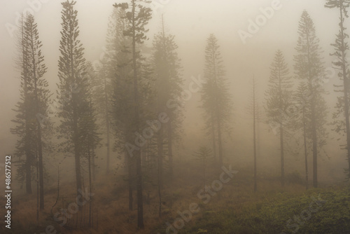 Panoramic nature landscape from Iao valley in wahiee forest on Maui island  Hawai.