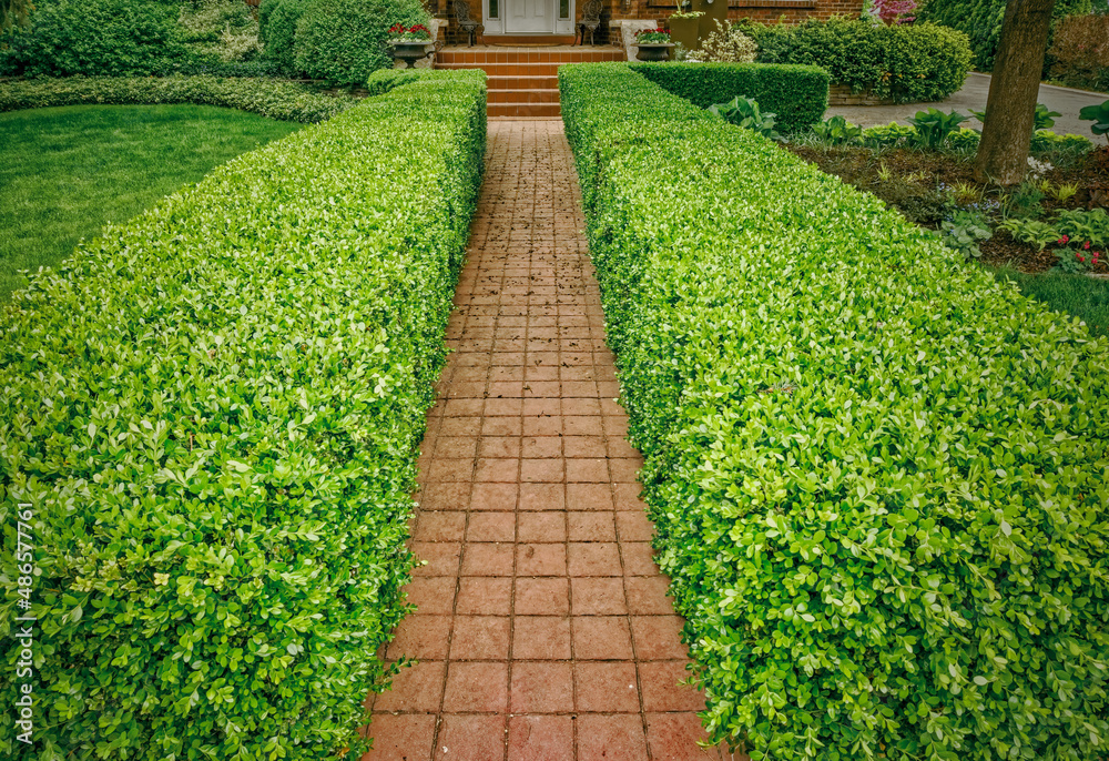 A formal red interlocking tile walkway bordered by a mature boxwood hedge and well manicure formal garden A formal red interlocking tile walkway bordered by a mature boxwood hedge and well manicure formal garden