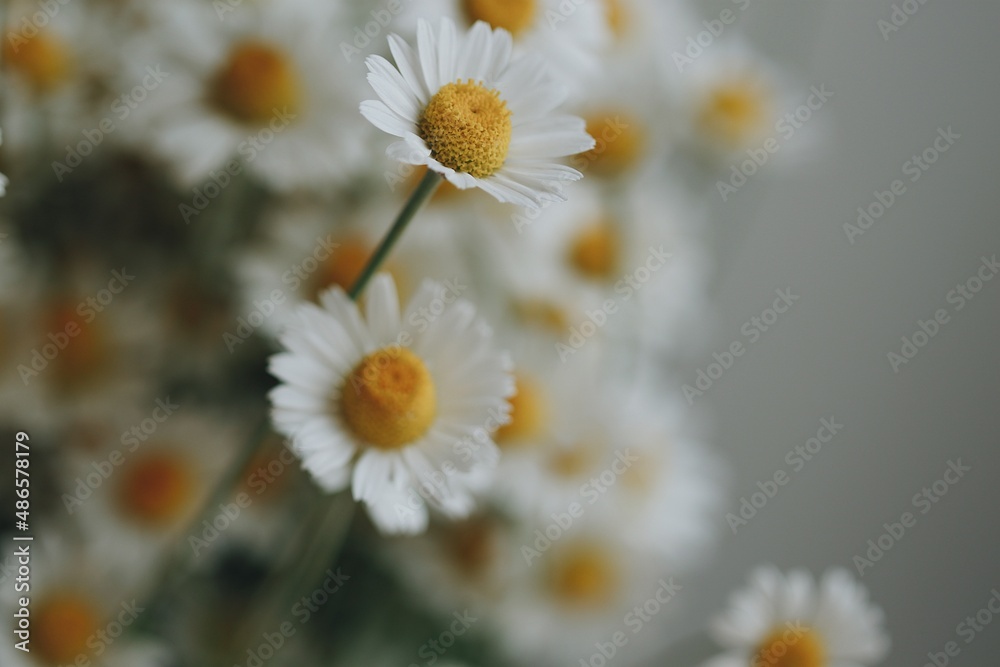 Fototapeta premium daisies in a field