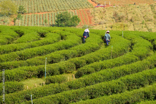 Farmers at tea plantation in Chiang Rai, Thailand