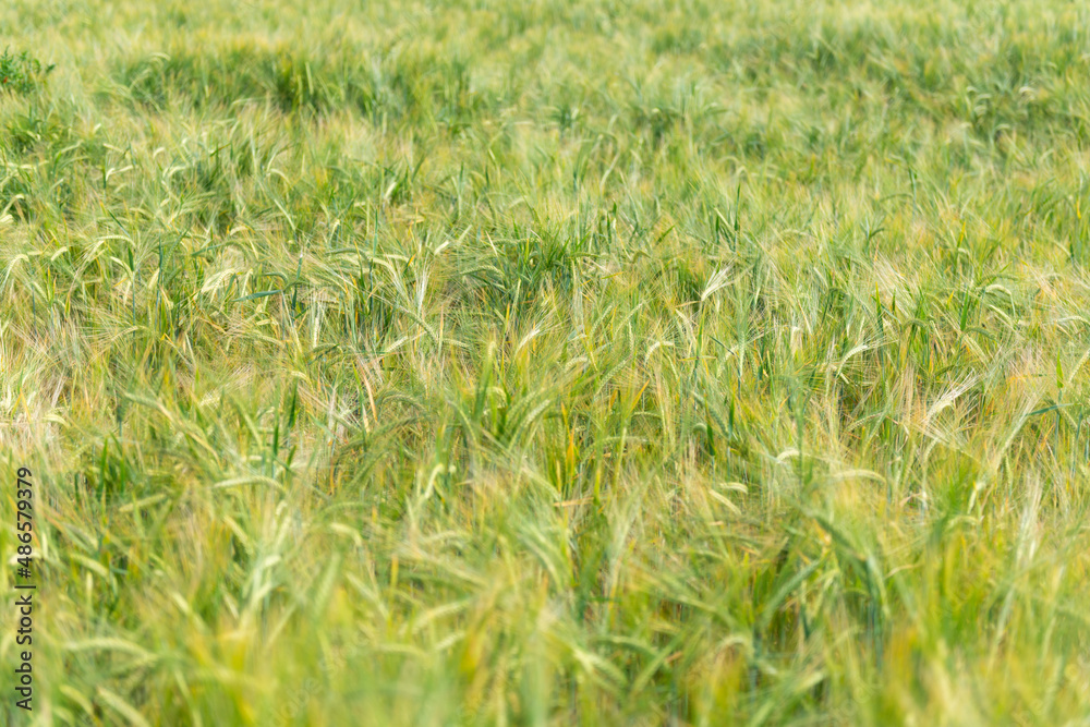 green wheat field detail summer