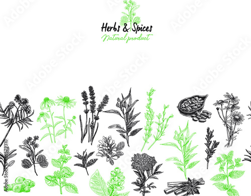 Fototapeta Naklejka Na Ścianę i Meble -  Vintage Herbs & Spices - horizontal seamless pattern. 