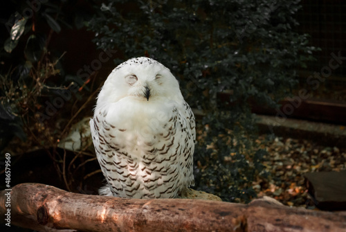 white owl sits and sleeps
