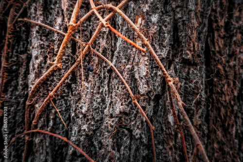 macro of a wild grape vine with dried fruit clinging to a black walnut tree photo